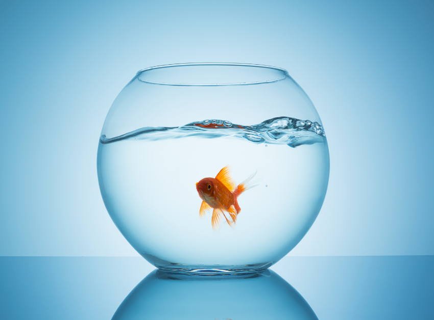 A goldfish swimming in a fish bowl sitting on a blue surface with blue background