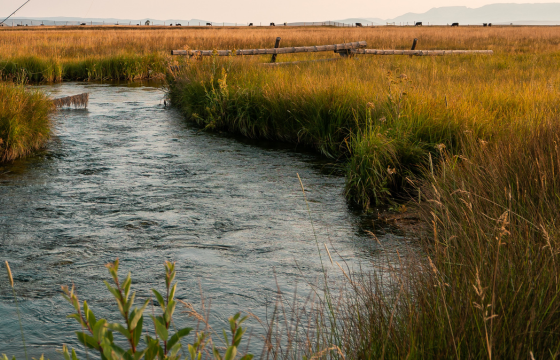 A photo of 40 rod creek with grassy banks and a split-rail fence intersecting the creek.