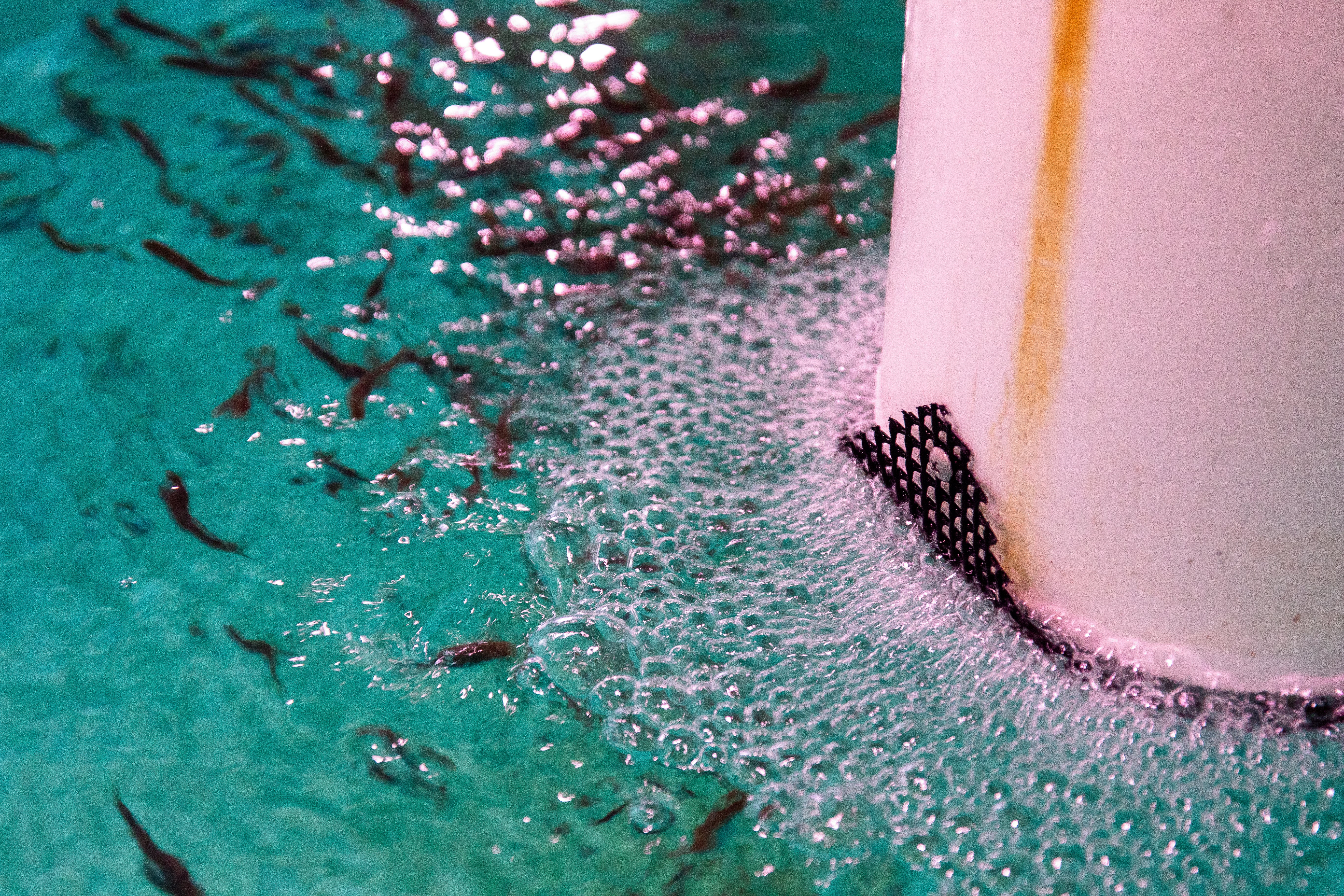 Water flowing out of a pipe into a dual-drain circular raceway at the Clark's Fork Fish Hatchery.