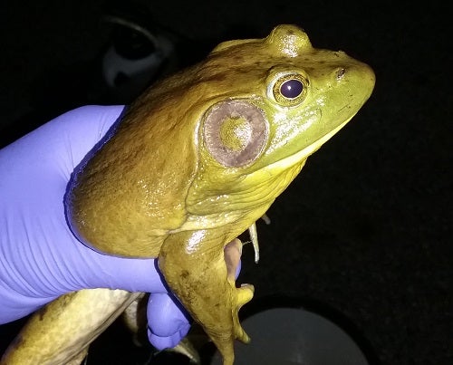 Bullfrog