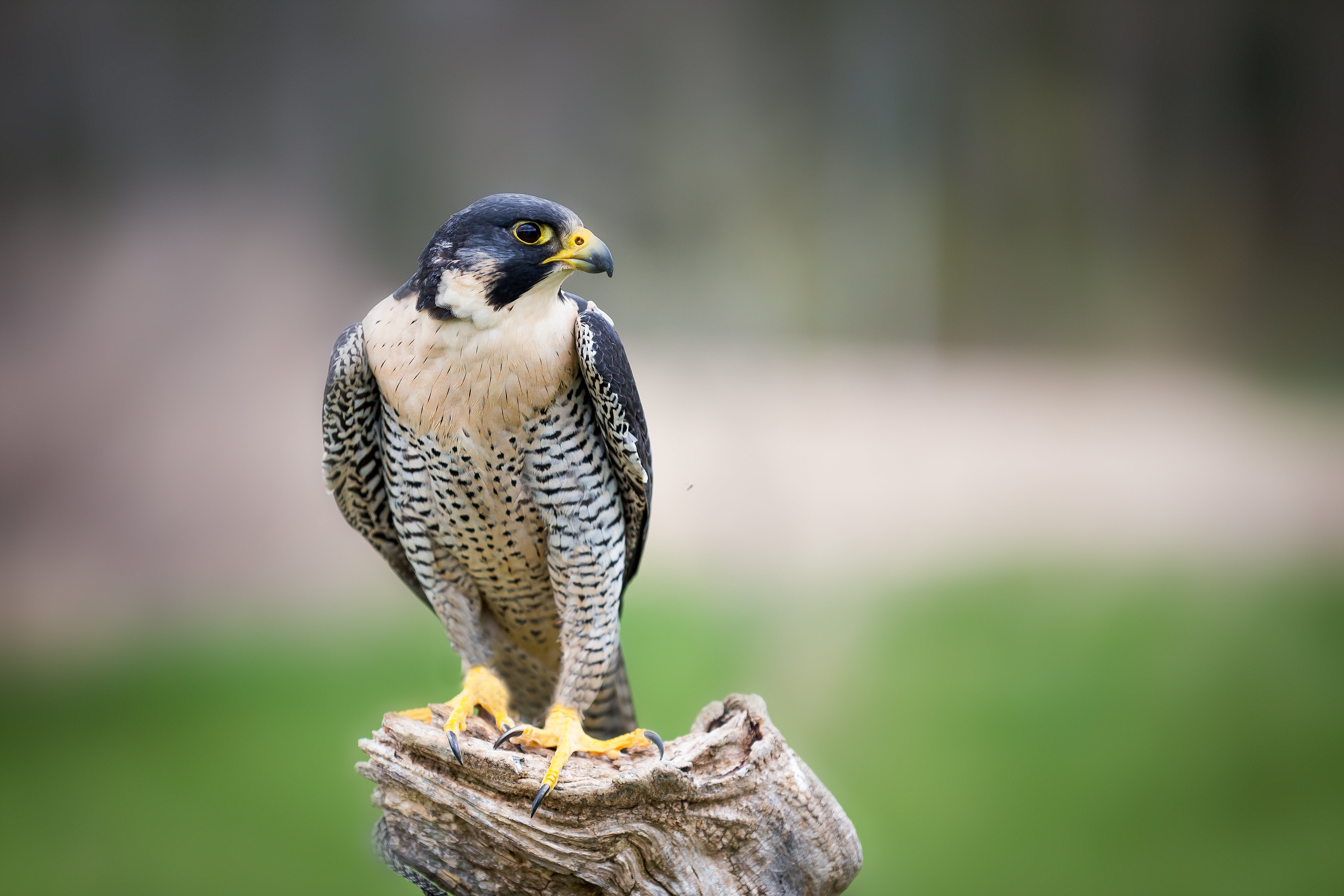 PEREGRINE FALCON