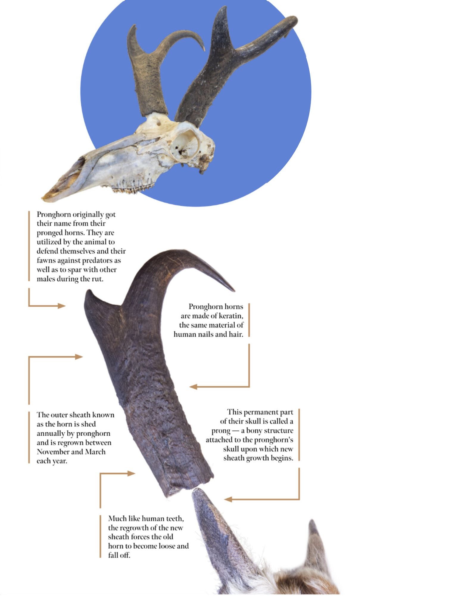 A pronghorn skull on a blue circle background above another graphic showing the horn sheath sliding off of the bony core on the pronghorn's head. 