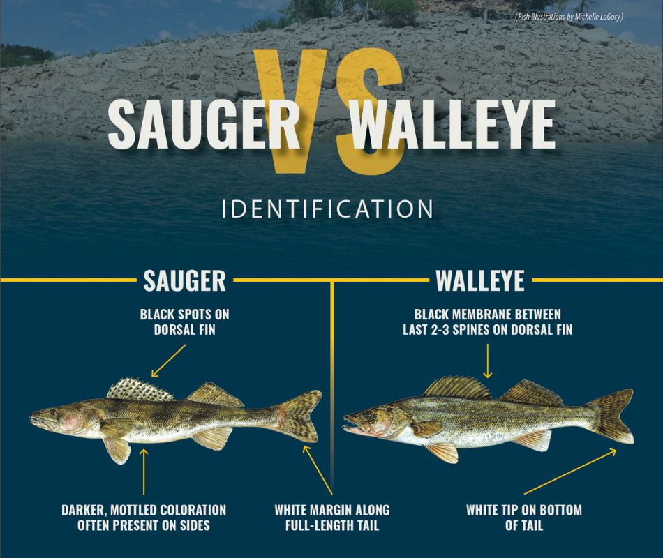 A graphic that shows the differences between sauger and walleye including the sauger's black spots on the dorsal fin, darker mottled coloration on the sides, and white margin along the full-length of the tail.