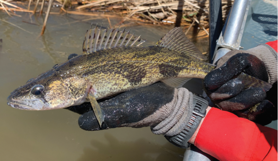 A Game and Fish biologist holding a sauger.