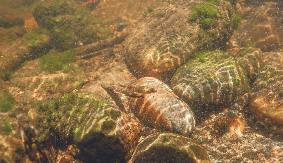 Two minnows among a rocky river bottom made up of moss covered rocks and aquatic vegetation.