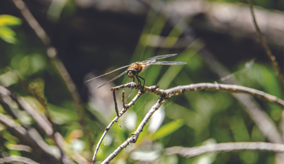 A dragonfly perched on the branch of a plant.