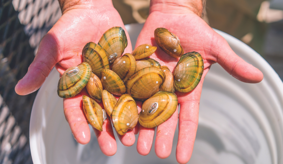 Two hands hold plain pocketbook mussels above a white 5-gallon bucket