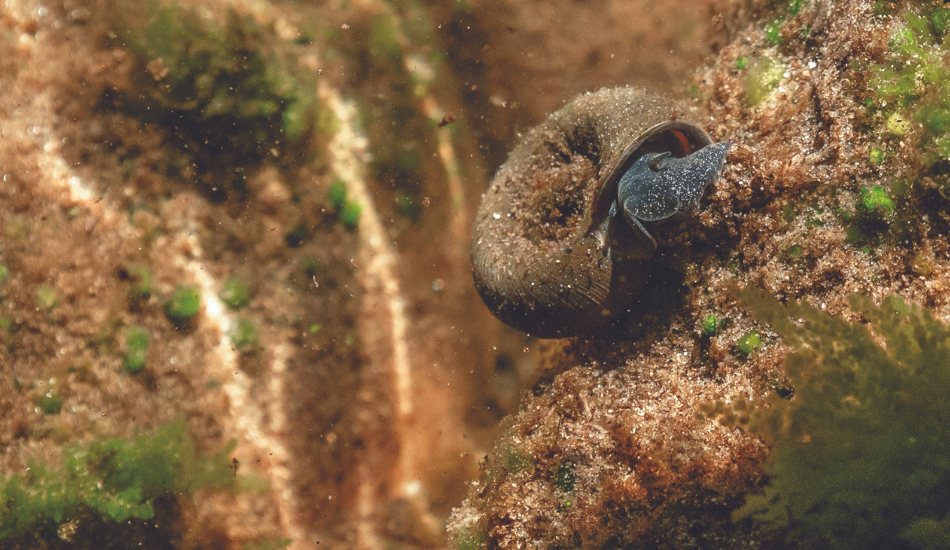 A snail on a rock underwater