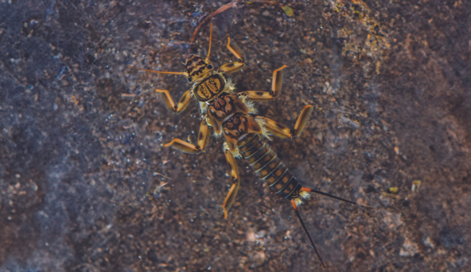 A closeup of a stonefly on a wet rock.