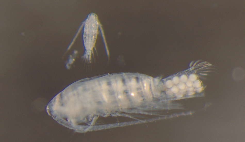 A black and white photo of zooplankton