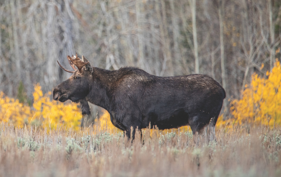 A bull moose stands among sagebrush with golden aspen leaves in the background.