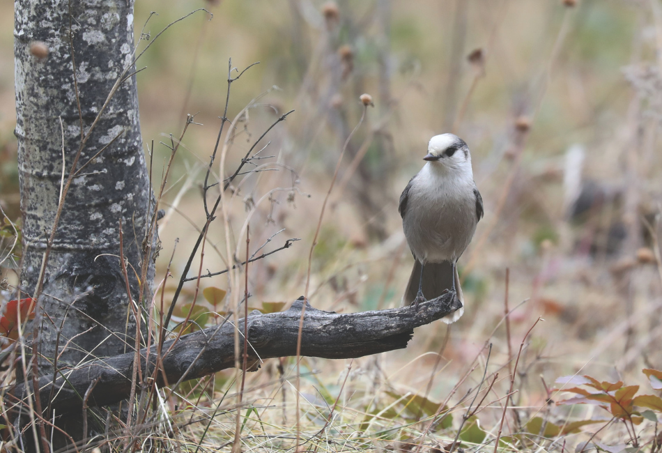 A Canada jay perches on a dead branch of a tree close to the ground.