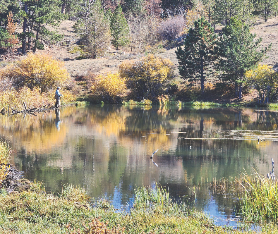 An angler stands fishing at the edge of a beaver pond.