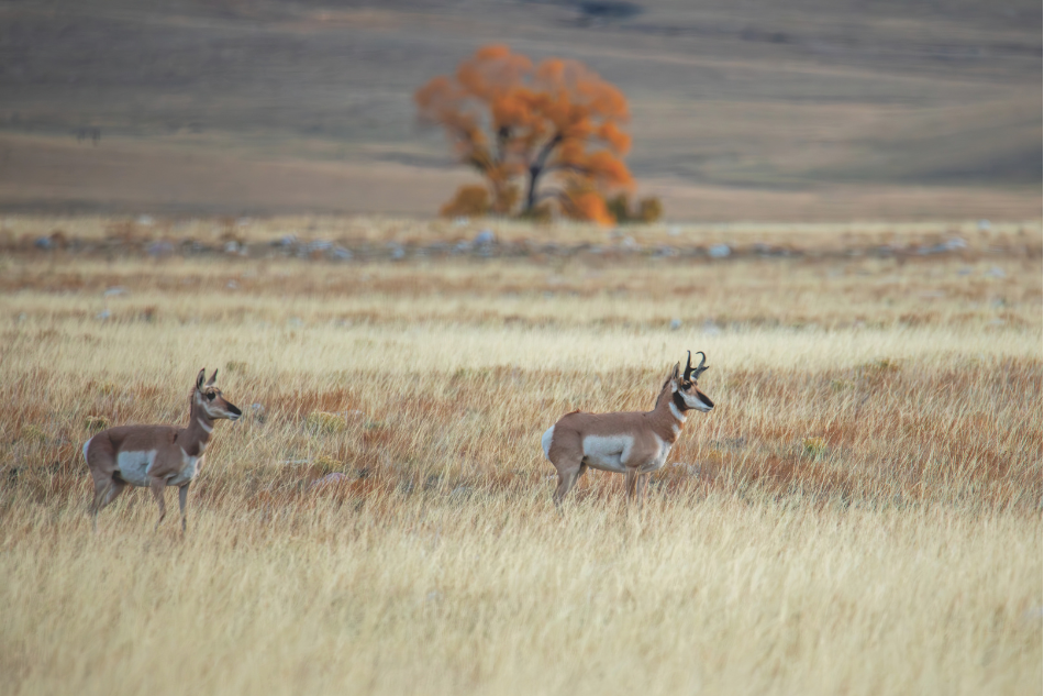 A pronghorn buck and doe stand on the plains visually split by a single cottonwood in fall colors in the background.