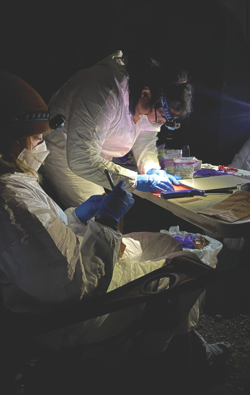 Bat technicians Britney Force and Adam Nash process bats when sampling for the fungus that causes white-nose syndrome. 