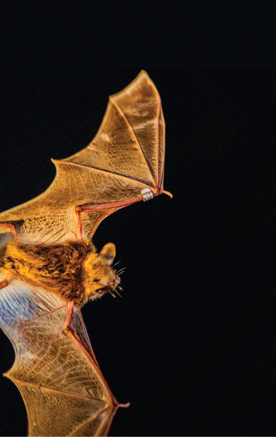 A little brown bat sports a band on its forearm. As part of a vaccine trial, bats are given a vaccine or a placebo and marked with a special microchip and band.