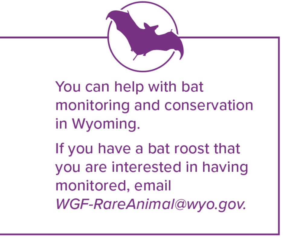 An info box that says, "You can help with bat monitoring and conservation in Wyoming. If you have a bat roost that you are interested in having monitored, email WGF-RareAnimal@wyo.gov" in purple text.