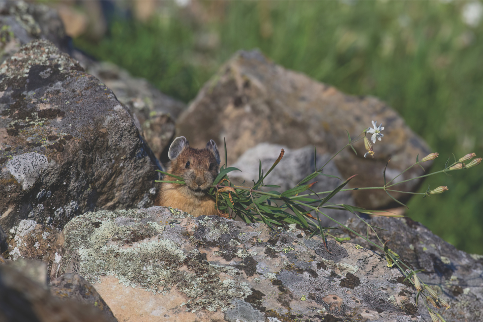 An American pika with grass in its mouth peering over a rock.