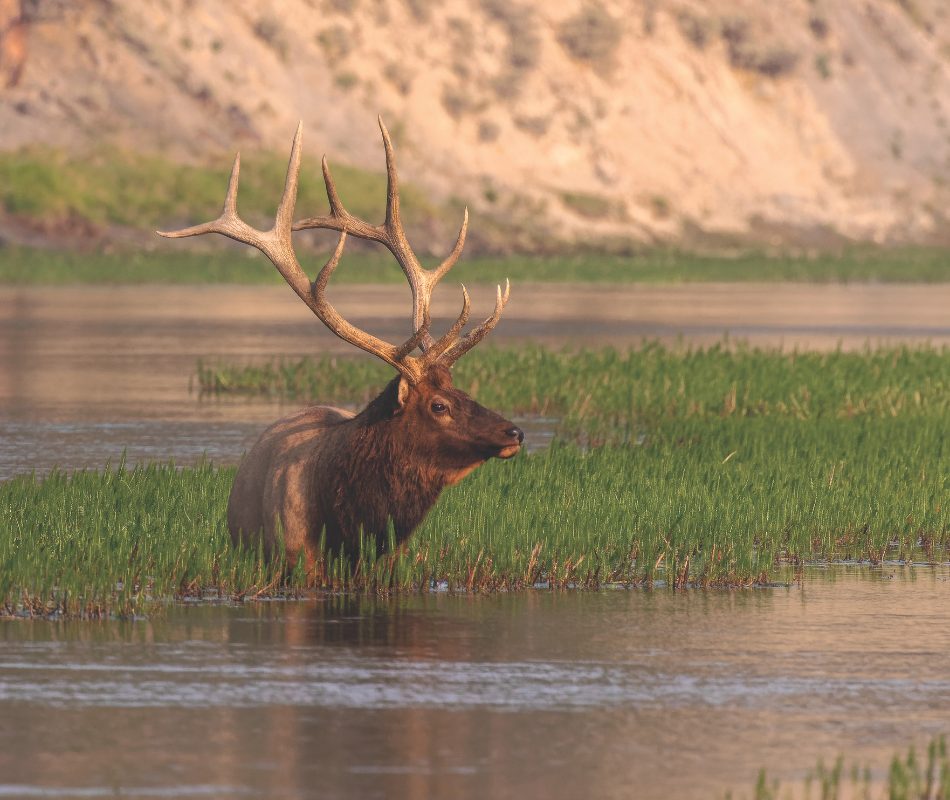 A big bull elk stands belly deep in the cooling waters of the Lewis River.