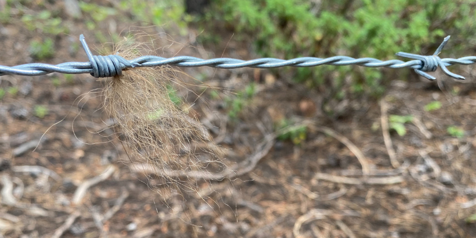 Black bear hair is caught on a hair snare set in the Bighorn Mountains. 