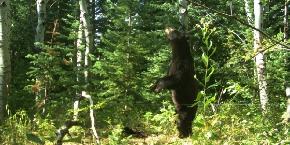 A black bear inspects a lure at a hair snare site in the Sierra Madres.