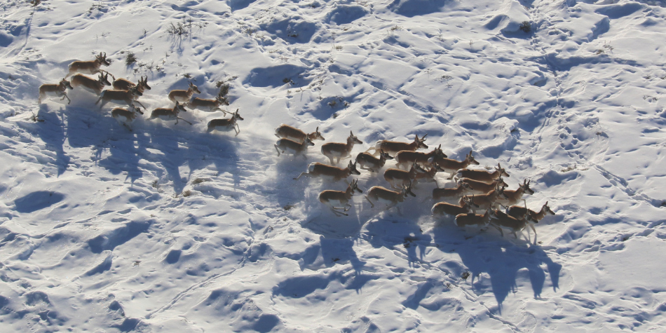 A herd of pronghorn runs through snow during an aerial survey. This type of survey may count the number of animals below or look at the ratio of male, female and juvenile animals.