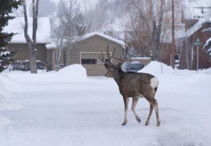 urban conflict - deer in town