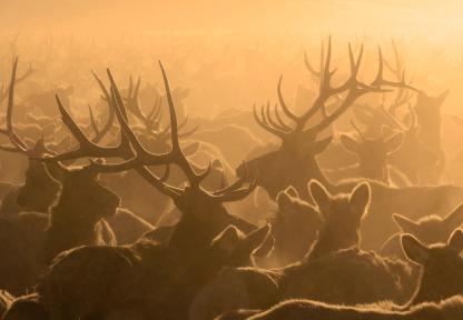 Elk Feedground