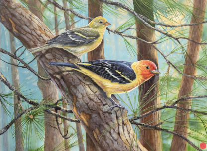 A male and female western tanager perched side-by-side on a branch in a forest.