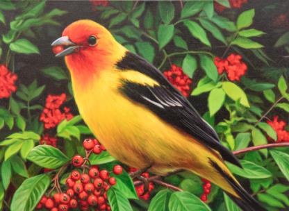 Artwork prominently featuring A western tanager perched on a bush with red berries.