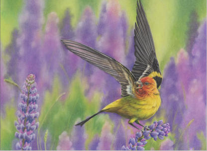 A western tanager with its wings extended as it lands in a field of purple lupine flowers.