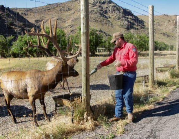 A Game and Fish employee adds a scoop of feed to a bucket as a bull elk watches