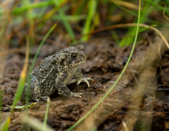 A Wyoming toad sits on a damp dirt surface with bright green grass surrounding