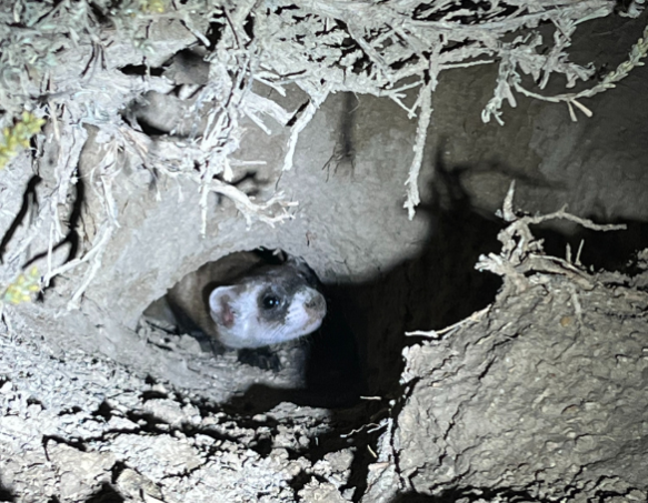 A black footed ferret pokes it's head out of an underground burrow