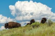 Bison on the prairie 