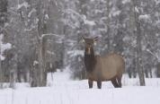 Winter cow elk