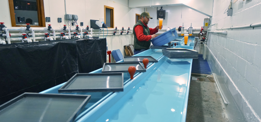 Game and Fish employees prepare grayling fish eggs for incubation in the incubation room full of drip incubators at the Dubois Fish Hatchery.