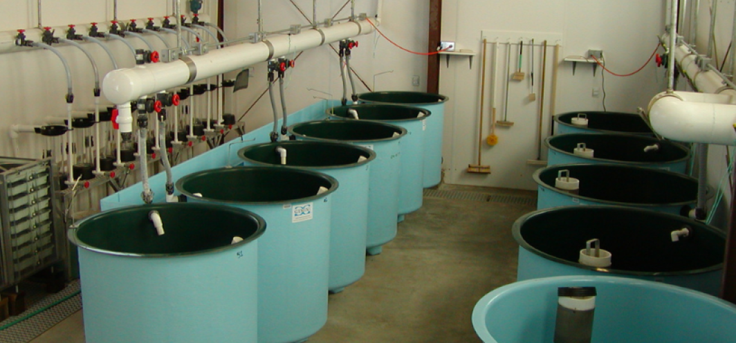 Isolation tanks used at Auburn Fish Hatchery