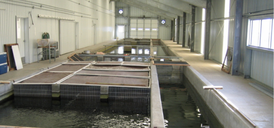 Concrete raceways at Auburn Fish Hatcheries