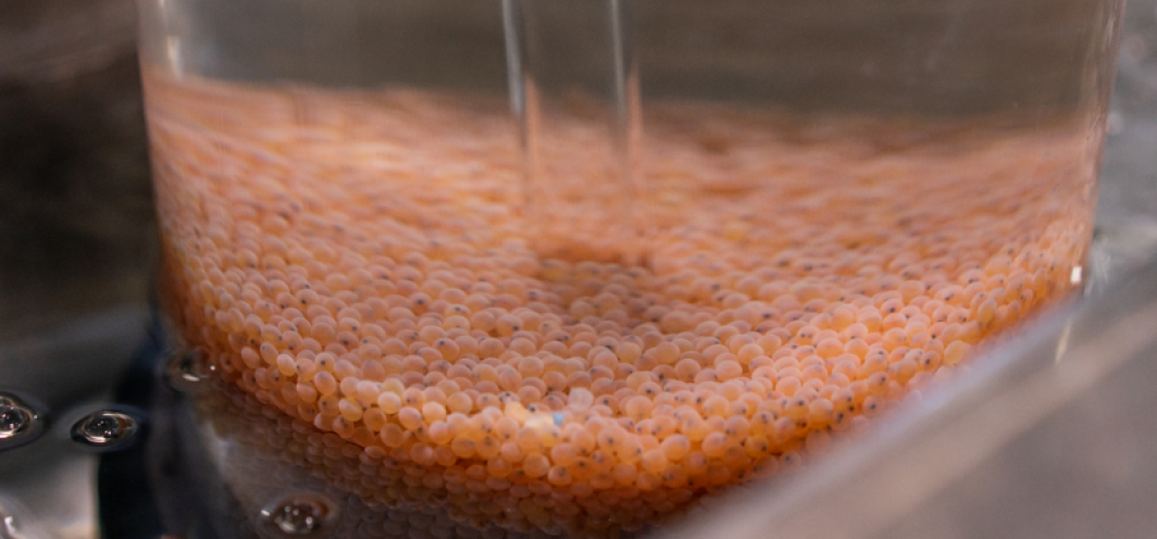 Kokanee eggs inside an incubation jar.