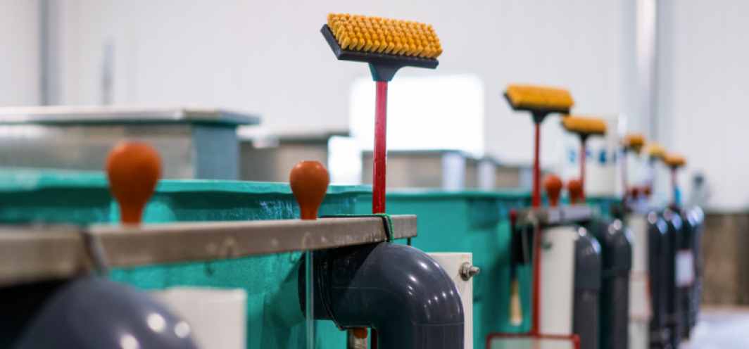 Brushes used for cleaning fiberglass troughs that the fish are raised in.