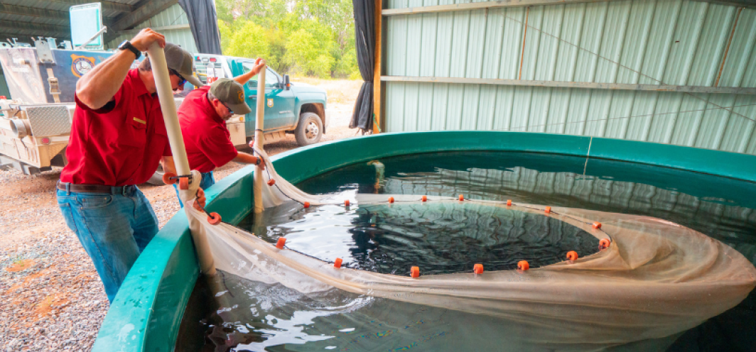 Netting fish to be loaded on a fish distribution truck and then stocked in Wyoming waters. 