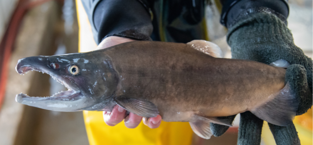 Kokanee salmon brood fish at Tillett Springs Rearing Station.