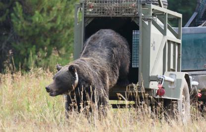 Grizzly bear leaving trap