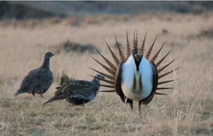 Sage grouse