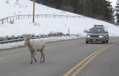 Bighorn sheep on roadway in winter