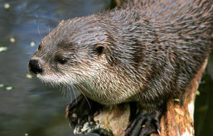 A Wyoming river otter sitting on a log on the water.