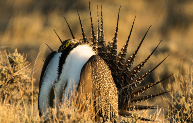 sage grouse