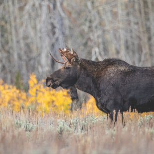 A bull moose stands among sagebrush with golden aspen leaves in the background.